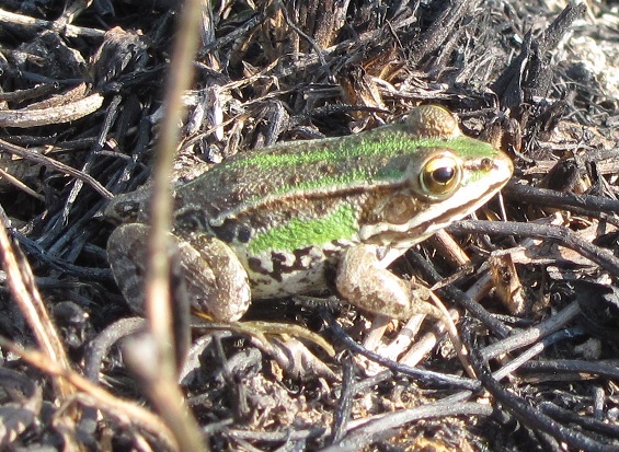 Rana da ID - giovane Pelophylax sp. (prov. Vercelli)
